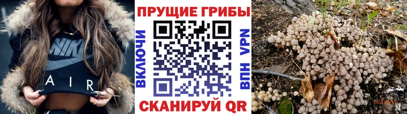 Псилоцибиновые грибы мицелий Яровое